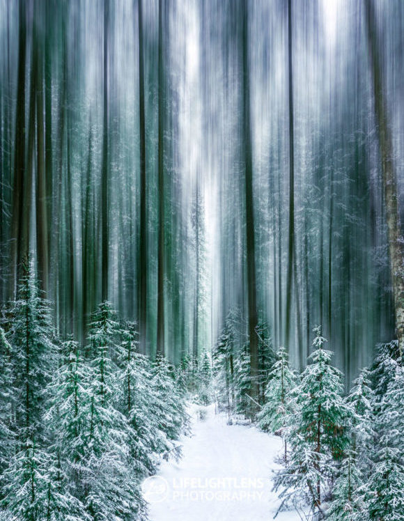 An image of a forest displayed on an Ipad