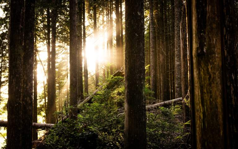 Landscape Photos. Featured LIFELIGHTLENS image of a dark forest with light shining through the branches