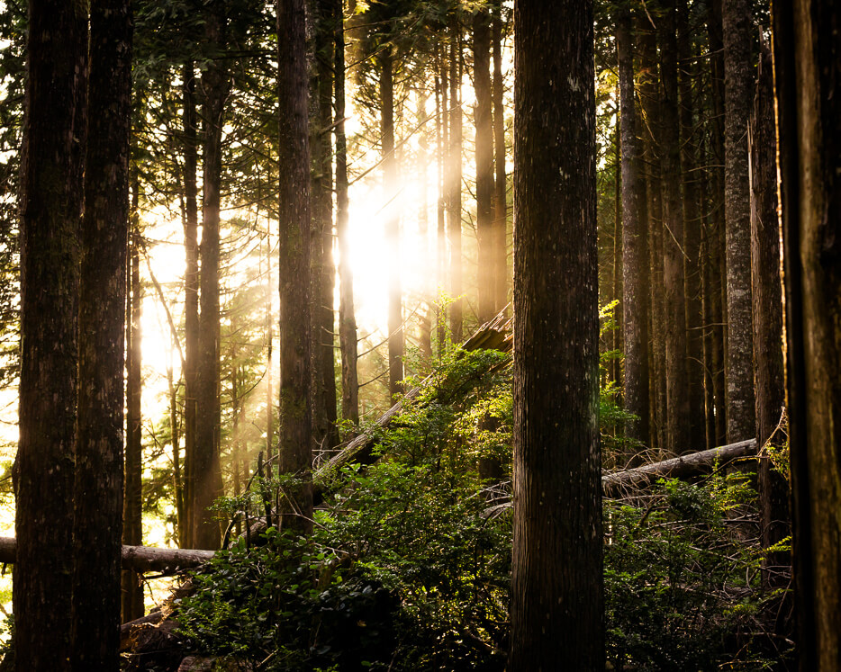 An image of a forest displayed on metallic mounting
