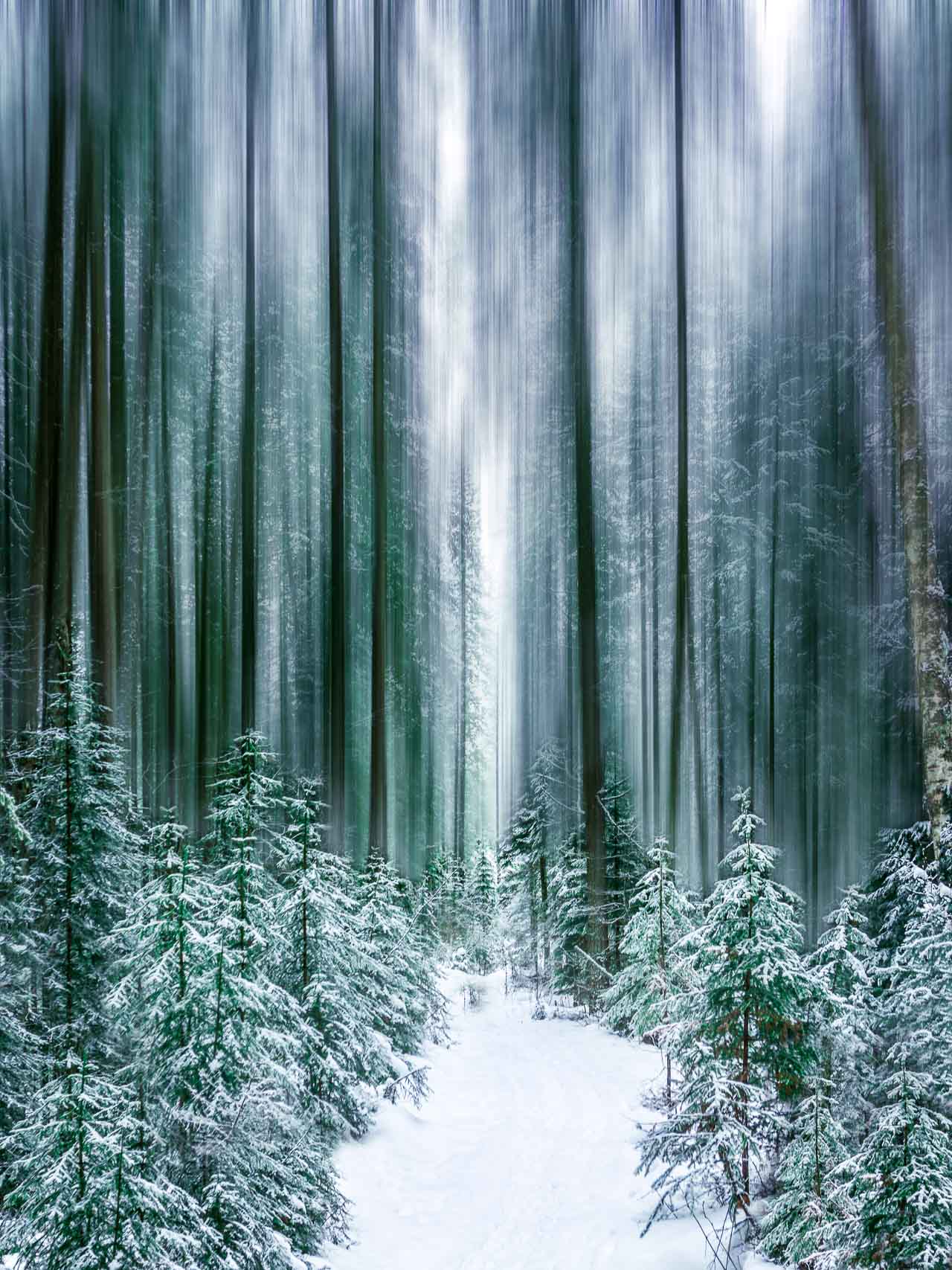 Image Editing. This is an Image of a forest after all special effects have been applied in post processing