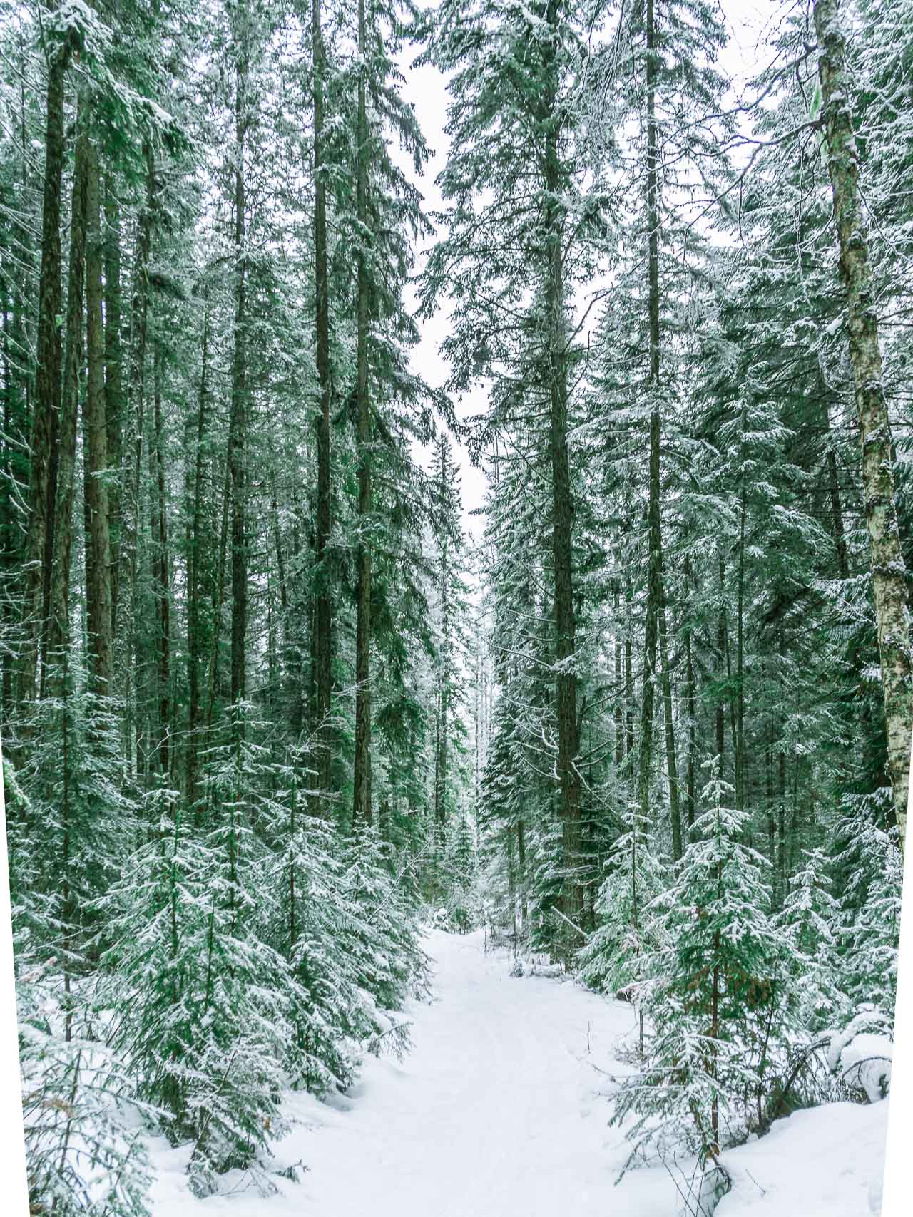 Image Editing. This is an image of a forest before any special effects have been applied in post processing
